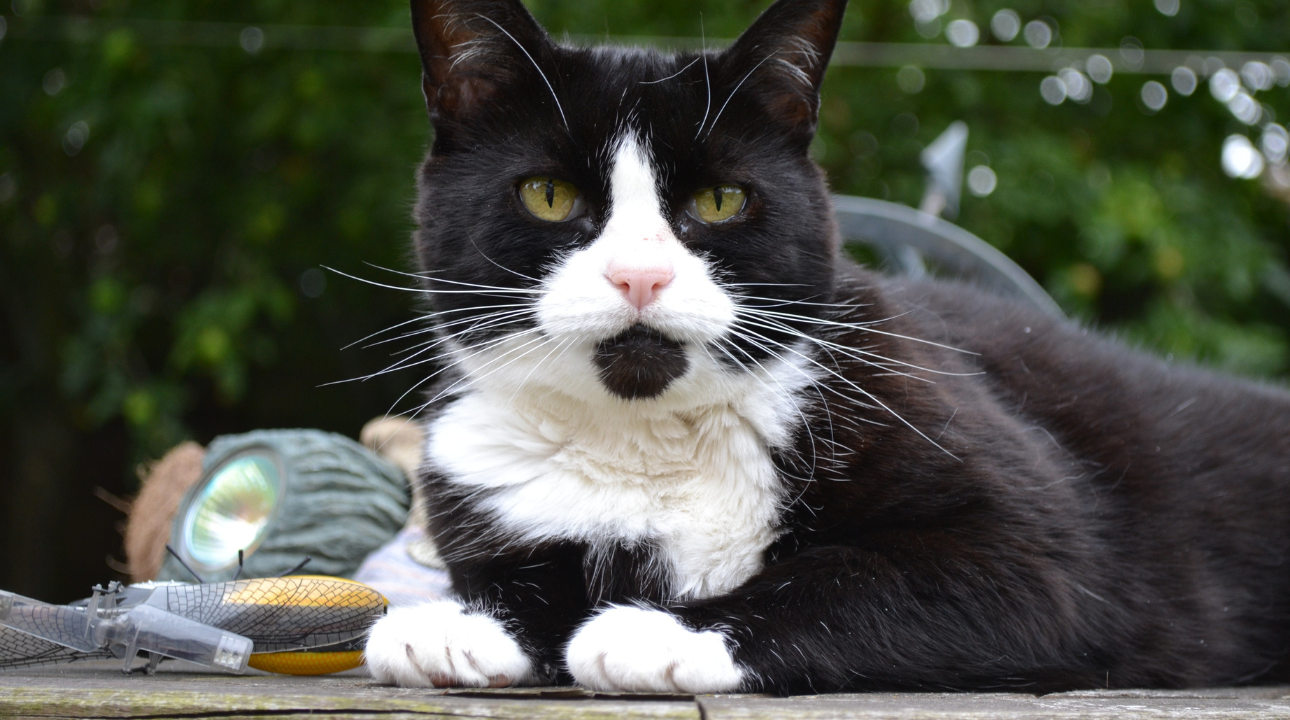 Gato Bobtail, gato da raça Bobtail, raça de gato Bobtail