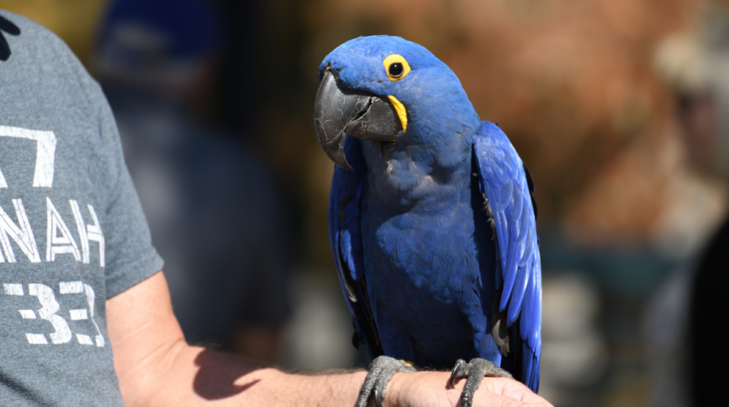 Arara Azul: É Correto Criar Essa Ave Como Pet?