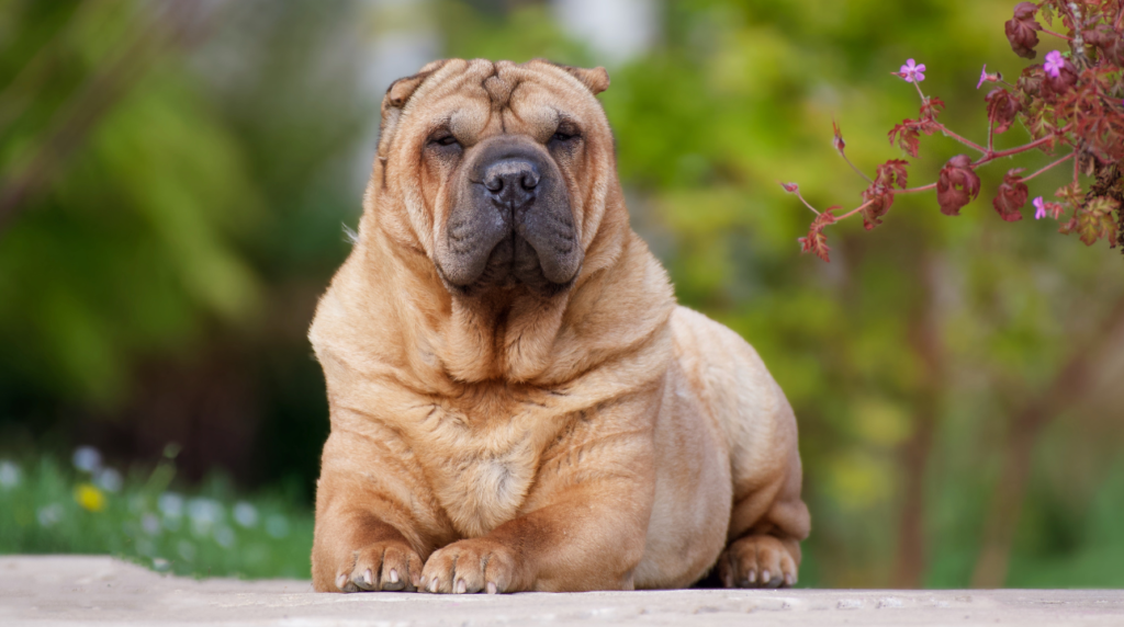 Cachorros mais feios do mundo